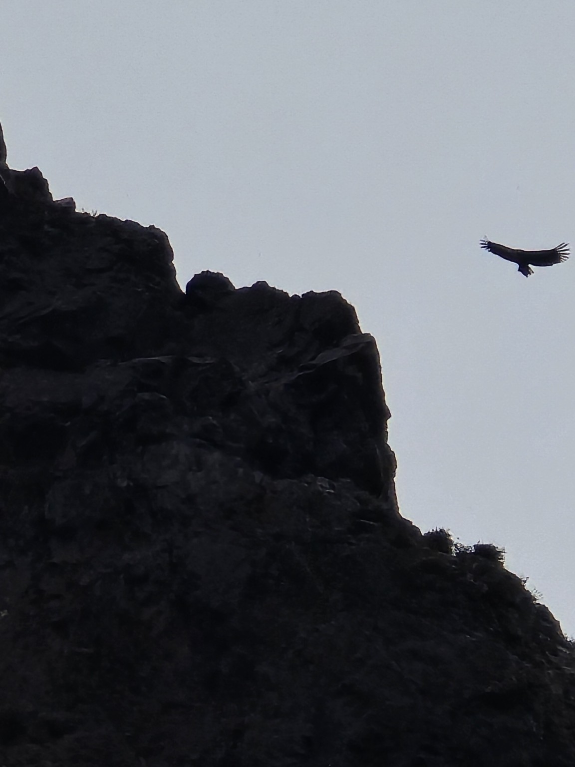Eagle flying above a rocky cliff in Mongolia